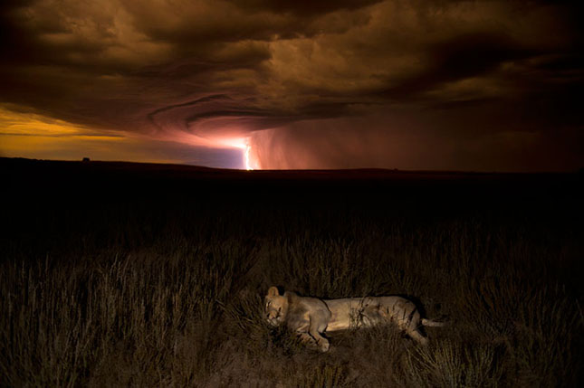 -lion-by-lightning