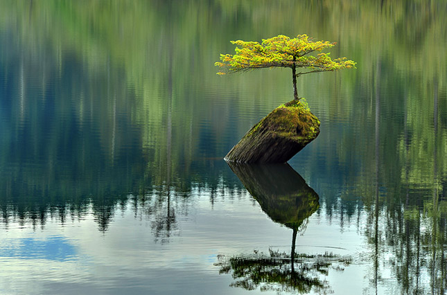 Bonsai a tündér tavon