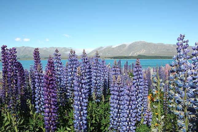 tekapo-to