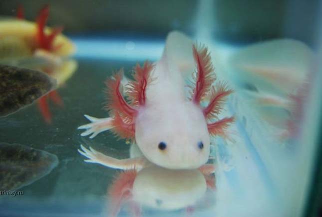 A mexikói axolotl 