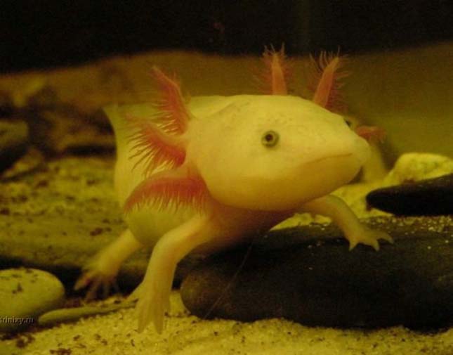 A mexikói axolotl 