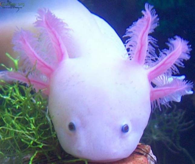 A mexikói axolotl 