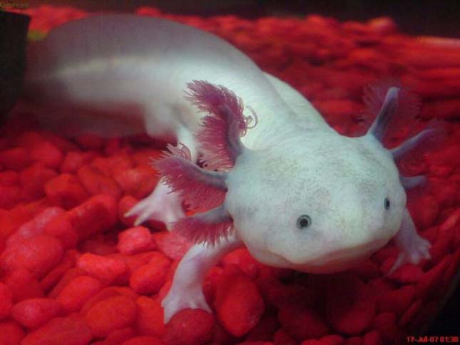 A mexikói axolotl 