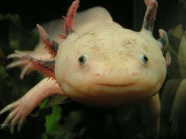 A mexikói axolotl 