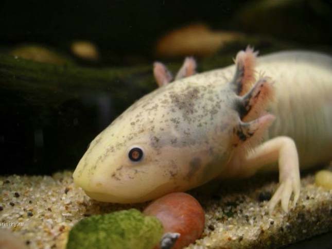 A mexikói axolotl 