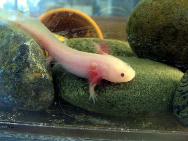 A mexikói axolotl 