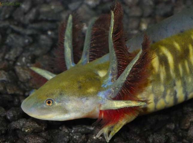 A mexikói axolotl 