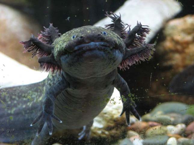 A mexikói axolotl 