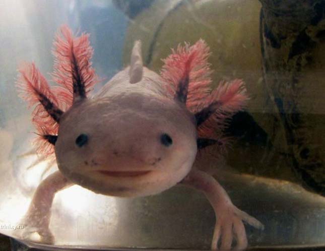 A mexikói axolotl 