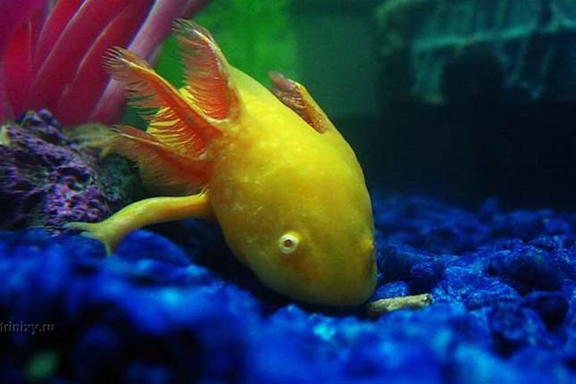 A mexikói axolotl 