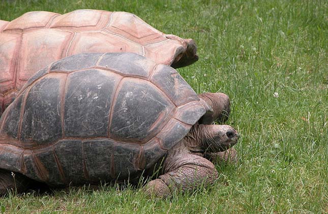 Aldabra teknős