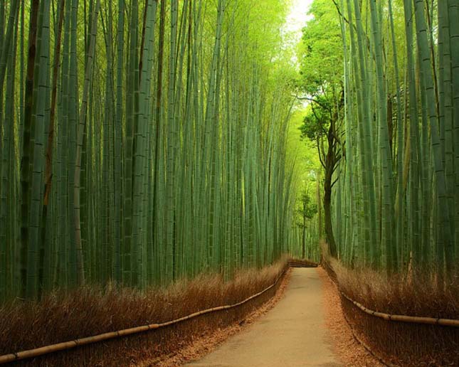 Bambuszerdő Japánban