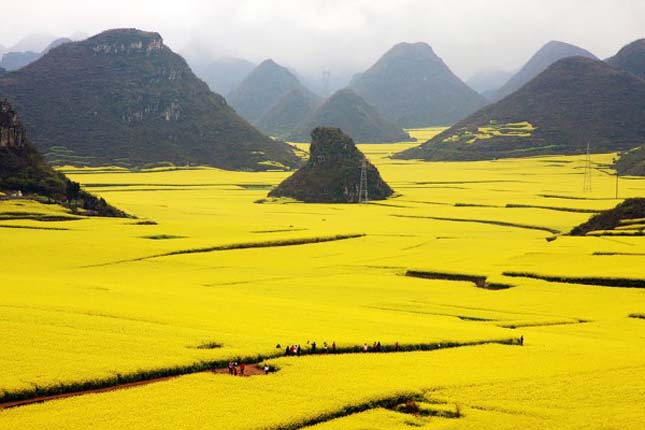 Canola virágföldek, Kína
