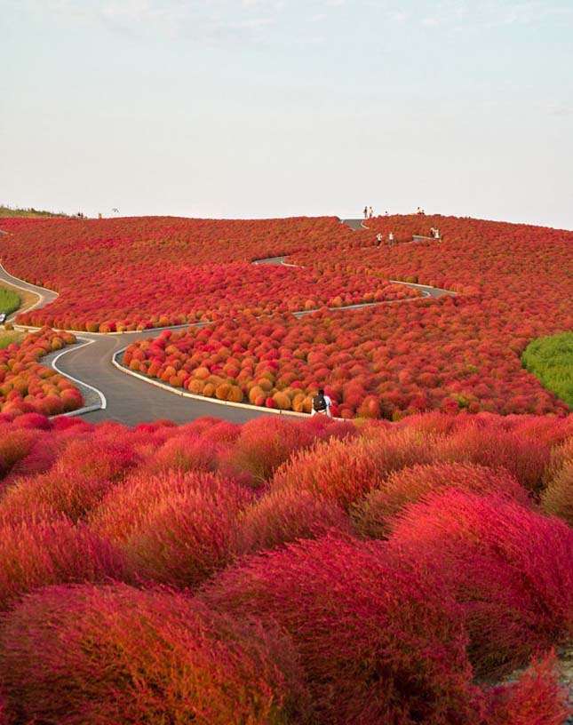 Hitachi Park Japánban