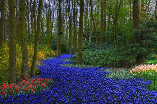 Keukenhof Gardens