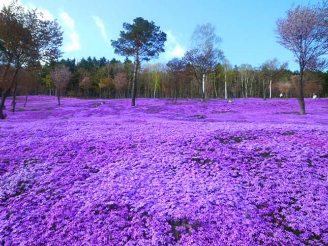 Shibazakura virágok Takinoue Park Japán