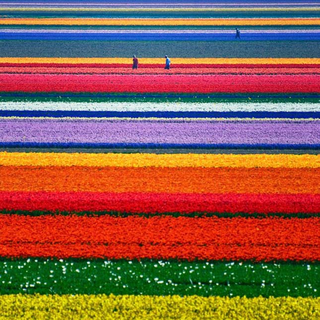 Tulipán földek Hollandiában