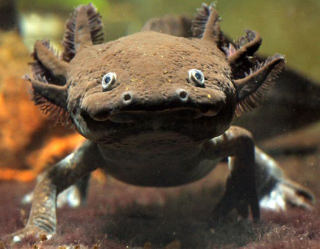 axolotl-2