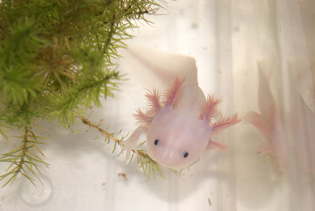 axolotl-3