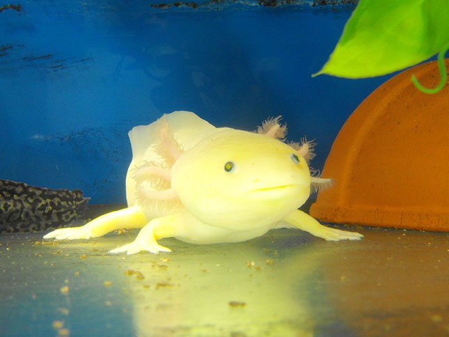 axolotl-4