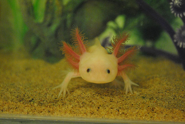 axolotl