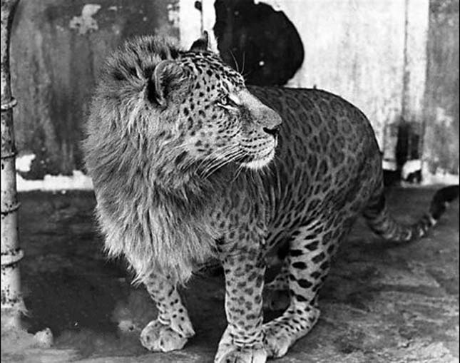 Panthera hibrid