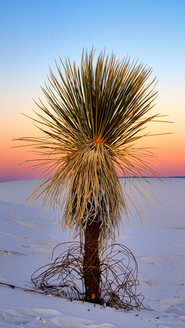 white-sands