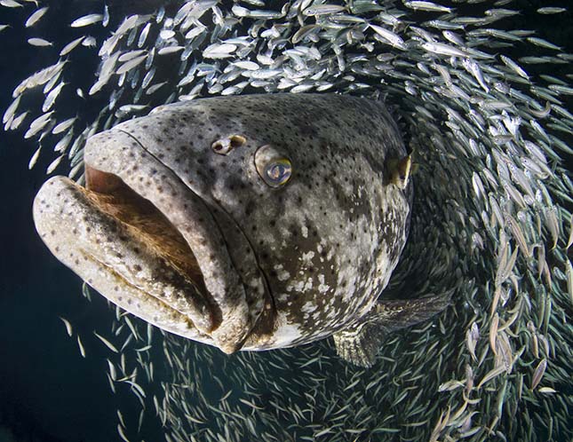 Annual Underwater Photography Contesten 2013 