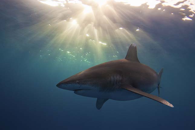 Annual Underwater Photography Contesten 2013 