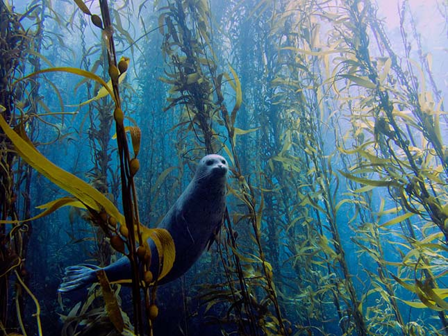 Annual Underwater Photography Contesten 2013 