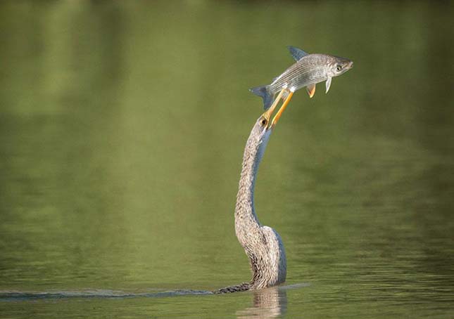 National Geographic fotópályázat  2013 