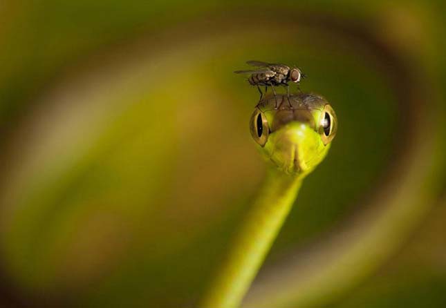 National Geographic fotópályázat  2013 