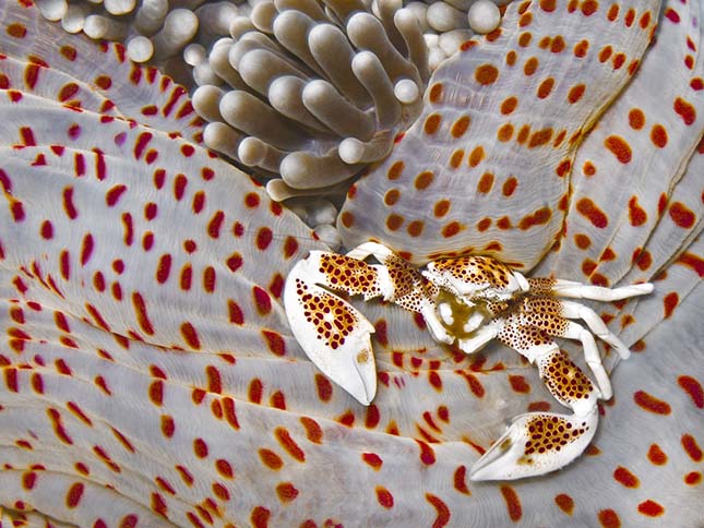 Annual Underwater Photography Contesten 2013 