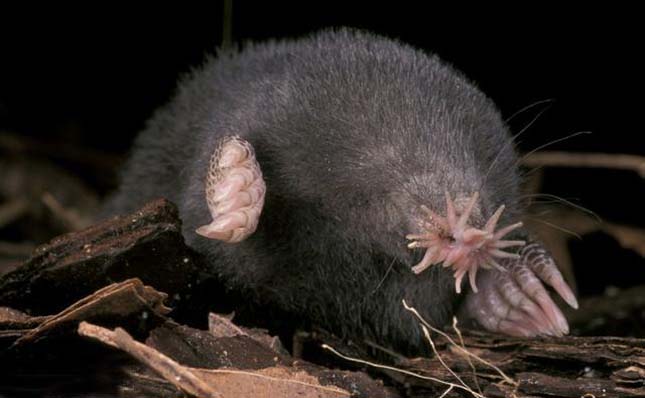 A csillagorrú vakond (Condylura cristata)