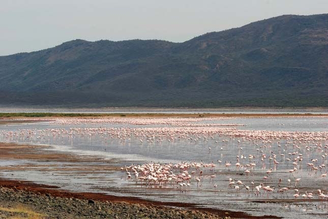 Bogoria-tó - Kenya