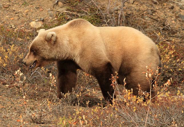 Denali Nemzeti Park