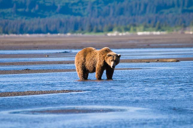 Katmai Nemzeti Park