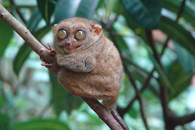 Tarsius tarsier