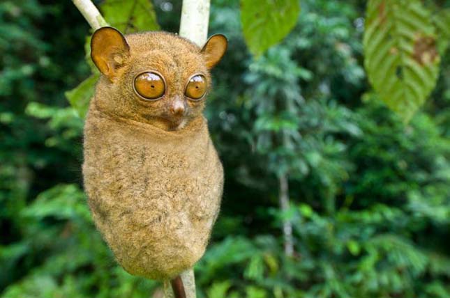 Tarsius tarsier