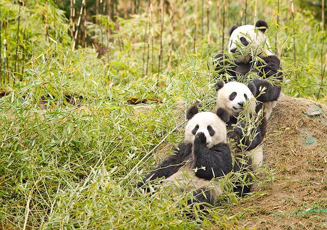 Wolong Nemzeti Park