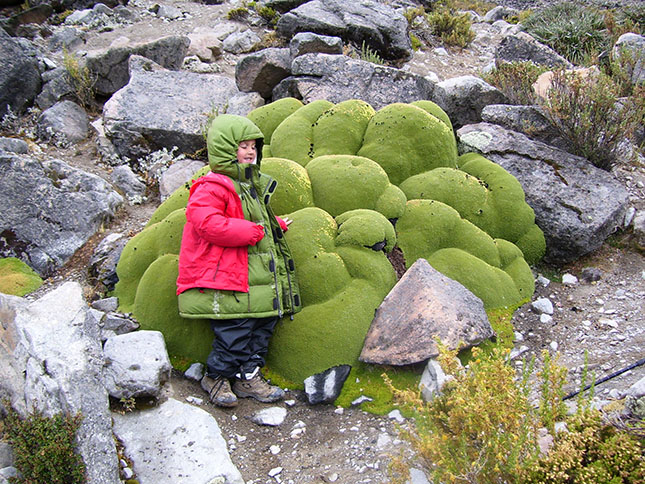 yareta