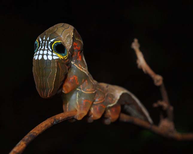 Phyllodes imperialis