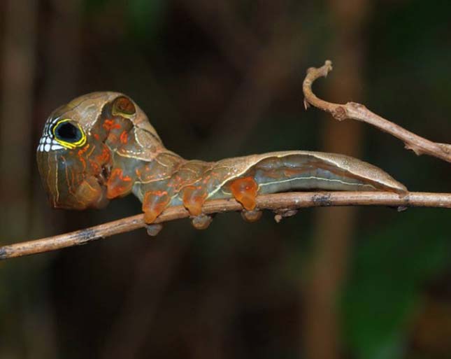 Phyllodes imperialis