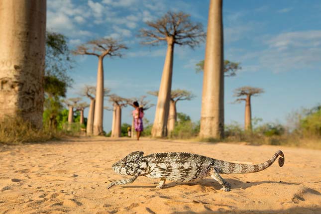 National Geographic utifotós pályázat legjobb fotói