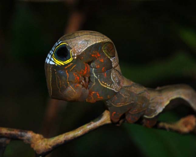 Phyllodes imperialis