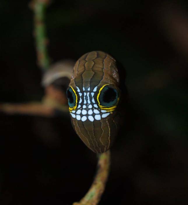 Phyllodes imperialis