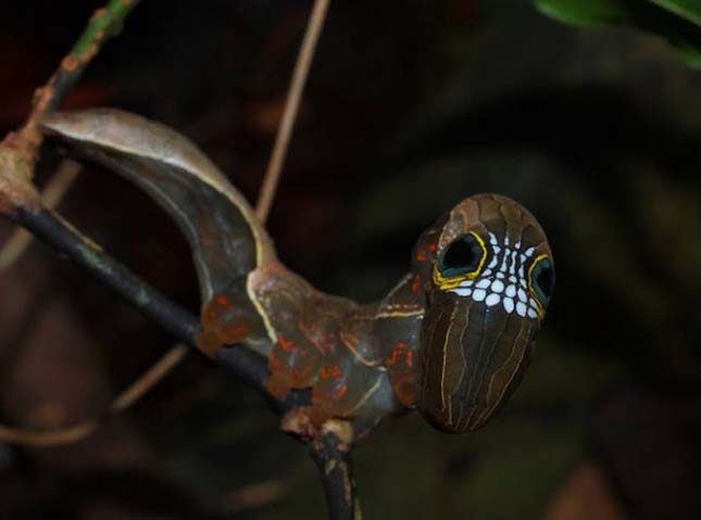 Phyllodes imperialis