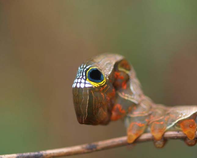 Phyllodes imperialis