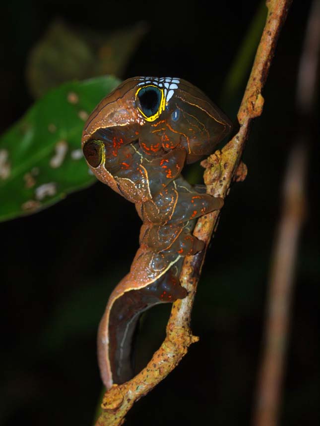 Phyllodes imperialis