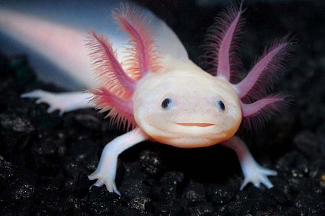 Axolotl